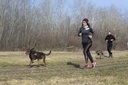 Laisse extensible pour jogging canicross JULIUS-K9® Hard Dog Race®