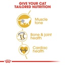 ROYAL CANIN FBN British Shorthair